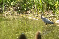 18 17-Jun-13 15-47-15 P7100 022